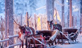 Kuzey Işıkları LAPLAND TURU (3 Gece Konaklamalı)